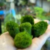 Marimo Moss Ball Cladophora