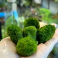 5 marimo moss ball cladophora in palm held up to camera