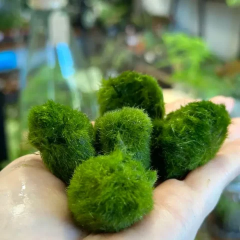 5 marimo moss ball cladophora in palm held up to camera