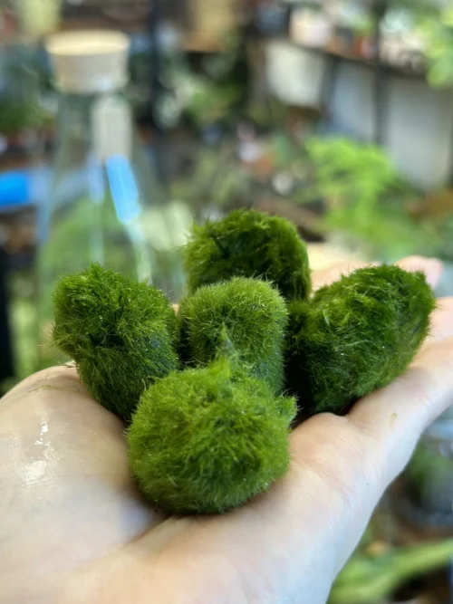 5 marimo moss ball cladophora in palm held up to camera