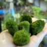5 marimo moss ball cladophora in palm held up to camera