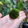 marimo moss ball cladophora