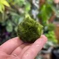 marimo moss ball cladophora