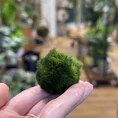 marimo moss ball cladophora