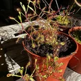 carnivorous sundew drosera paradoxa 8cm pot (copy)