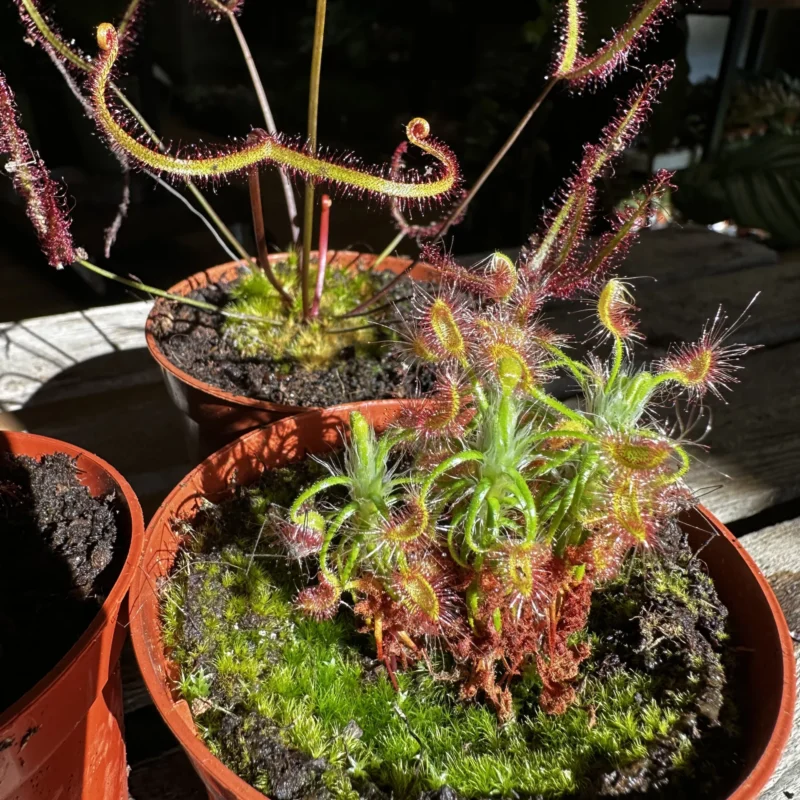 carnivorous subtropical sundew drosera madagascariensis 8cm pot (copy) carnivorous subtropical sundew drosera madagascariensis 8cm pot (copy)