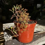 Carnivorous Subtropical Sundew Drosera Madagascariensis 8cm pot