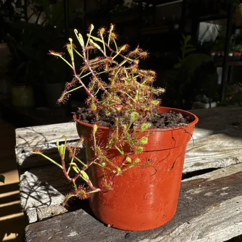 carnivorous sundew drosera paradoxa 8cm pot (copy)