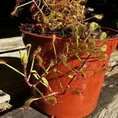 carnivorous sundew drosera paradoxa 8cm pot