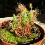 Carnivorous Sundew Drosera Scorpioides Scorpion Plant 8cm pot