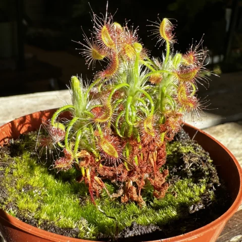 carnivorous subtropical sundew drosera madagascariensis 8cm pot (copy)