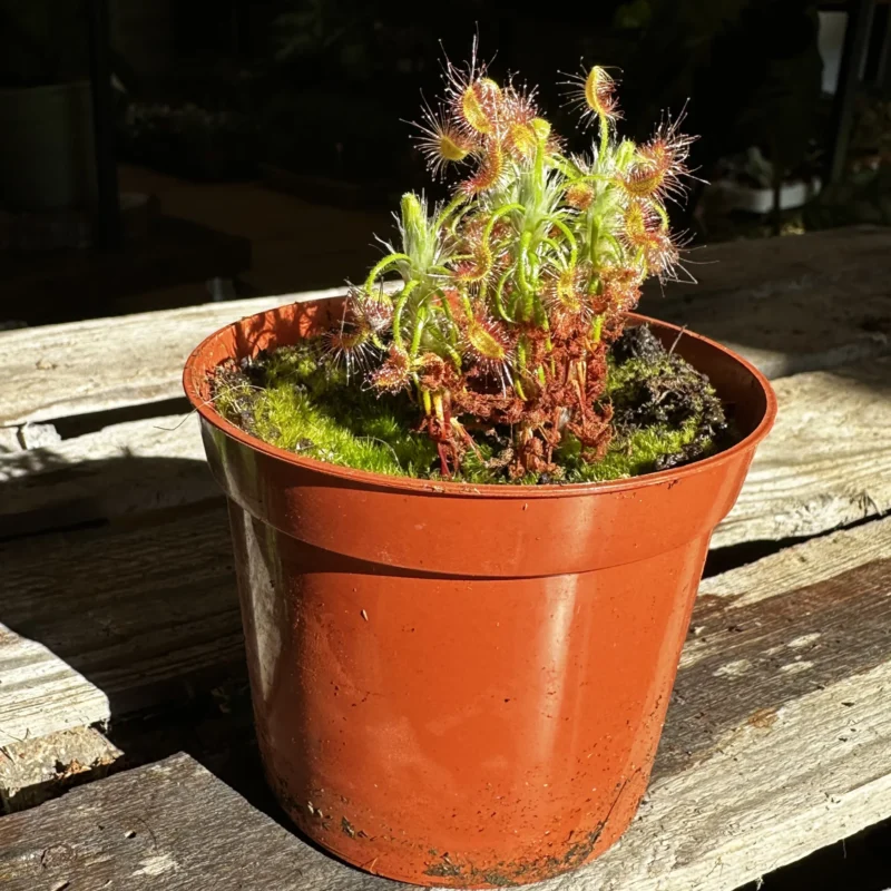 carnivorous subtropical sundew drosera madagascariensis 8cm pot (copy) carnivorous subtropical sundew drosera madagascariensis 8cm pot (copy)