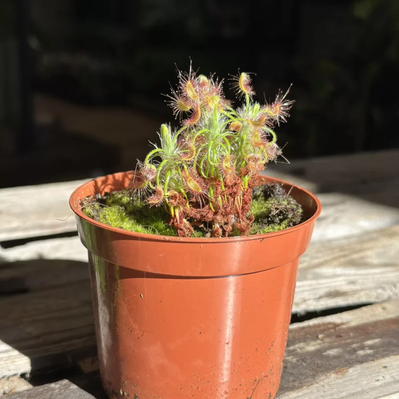 carnivorous subtropical sundew drosera madagascariensis 8cm pot (copy) carnivorous subtropical sundew drosera madagascariensis 8cm pot (copy)