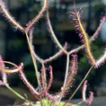 carnivorous sundew drosera scorpioides scorpion plant 8cm pot (copy)