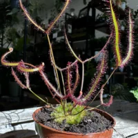 carnivorous sundew drosera scorpioides scorpion plant 8cm pot (copy)
