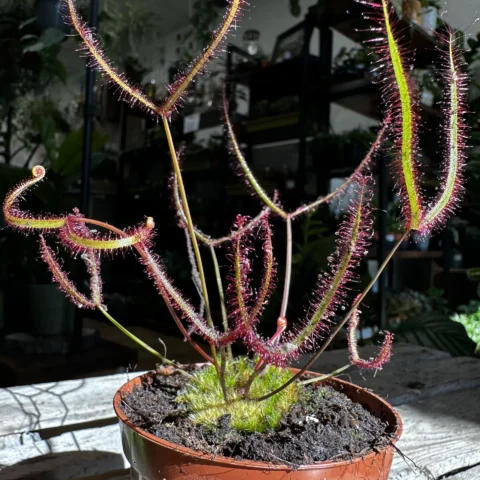 carnivorous sundew drosera scorpioides scorpion plant 8cm pot (copy)