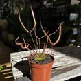 carnivorous sundew drosera scorpioides scorpion plant 8cm pot (copy)
