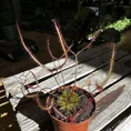 carnivorous sundew drosera scorpioides scorpion plant 8cm pot (copy)