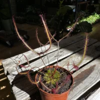 carnivorous sundew drosera scorpioides scorpion plant 8cm pot (copy)