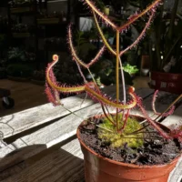 carnivorous sundew drosera scorpioides scorpion plant 8cm pot (copy)