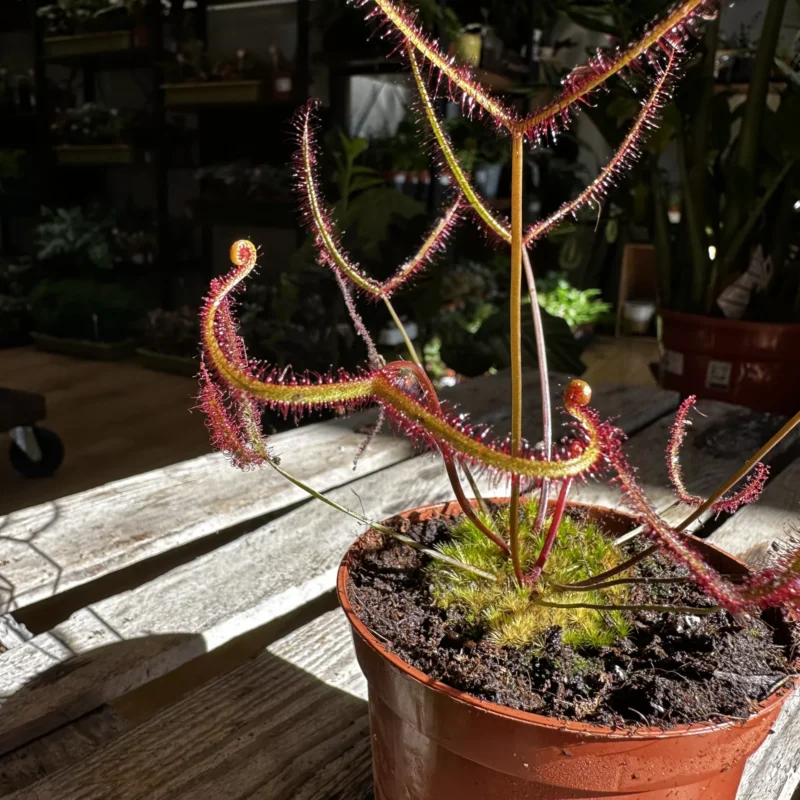 carnivorous sundew drosera scorpioides scorpion plant 8cm pot (copy) carnivorous sundew drosera scorpioides scorpion plant 8cm pot (copy)