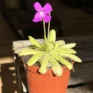 close up of a carnivorous butterwort pinguicula agnata in a 8cm pot on wooden table