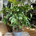 monstera deliciosa cheese plant large form 19cm pot (copy)