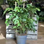 Monstera Minima Rhaphidophora Tetrasperma 17cm pot
