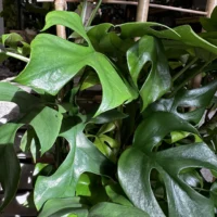 monstera deliciosa cheese plant large form 19cm pot (copy)