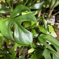 monstera deliciosa cheese plant large form 19cm pot (copy)