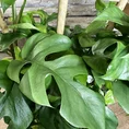 monstera deliciosa cheese plant large form 19cm pot (copy)