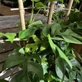 monstera deliciosa cheese plant large form 19cm pot (copy)