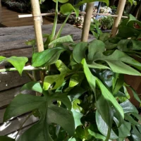 monstera deliciosa cheese plant large form 19cm pot (copy)