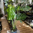 monstera deliciosa cheese plant large form 19cm pot (copy)