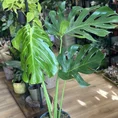 monstera deliciosa cheese plant large form 19cm pot (copy)