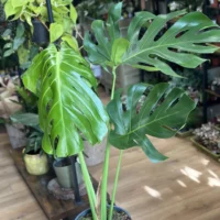 monstera deliciosa cheese plant large form 19cm pot (copy)