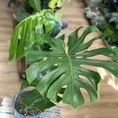 monstera deliciosa cheese plant large form 19cm pot (copy)