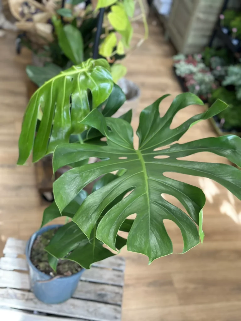 Monstera Deliciosa Cheese Plant Large Form 24cm pot COLLECTION ONLY