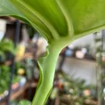 monstera deliciosa cheese plant large form 19cm pot (copy)