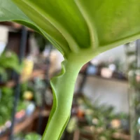 monstera deliciosa cheese plant large form 19cm pot (copy)