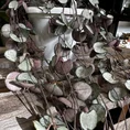 string of hearts ceropegia woodii silver glory 14cm pot