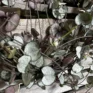 string of hearts ceropegia woodii silver glory 14cm pot