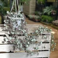 string of hearts ceropegia woodii silver glory 14cm pot