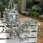 String Of Hearts Ceropegia Woodii Silver Glory 14cm pot