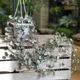 string of hearts ceropegia woodii silver glory 14cm pot