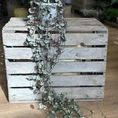 string of hearts ceropegia woodii silver glory 14cm pot