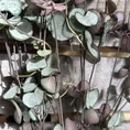 string of hearts ceropegia woodii silver glory 14cm pot