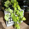 philodendron hederaceum lemon lime 12cm pot (copy)