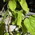 philodendron hederaceum lemon lime 17cm pot