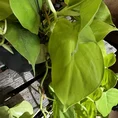 philodendron hederaceum lemon lime 17cm pot